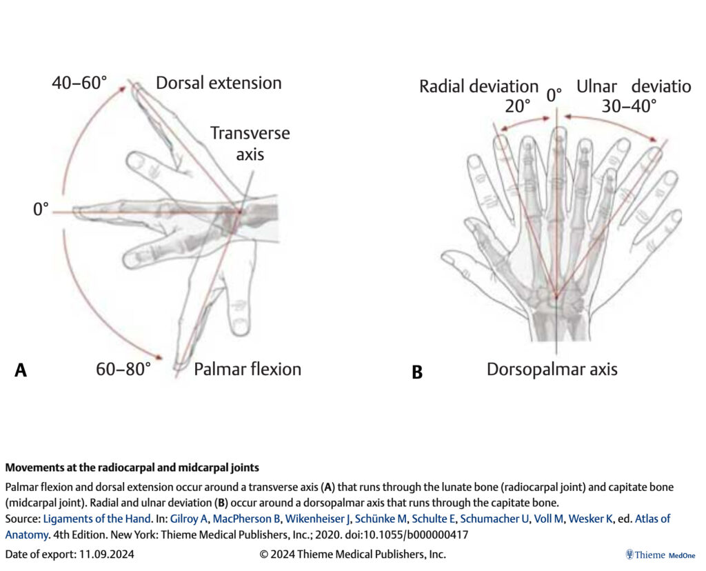 wrist extension and flexion